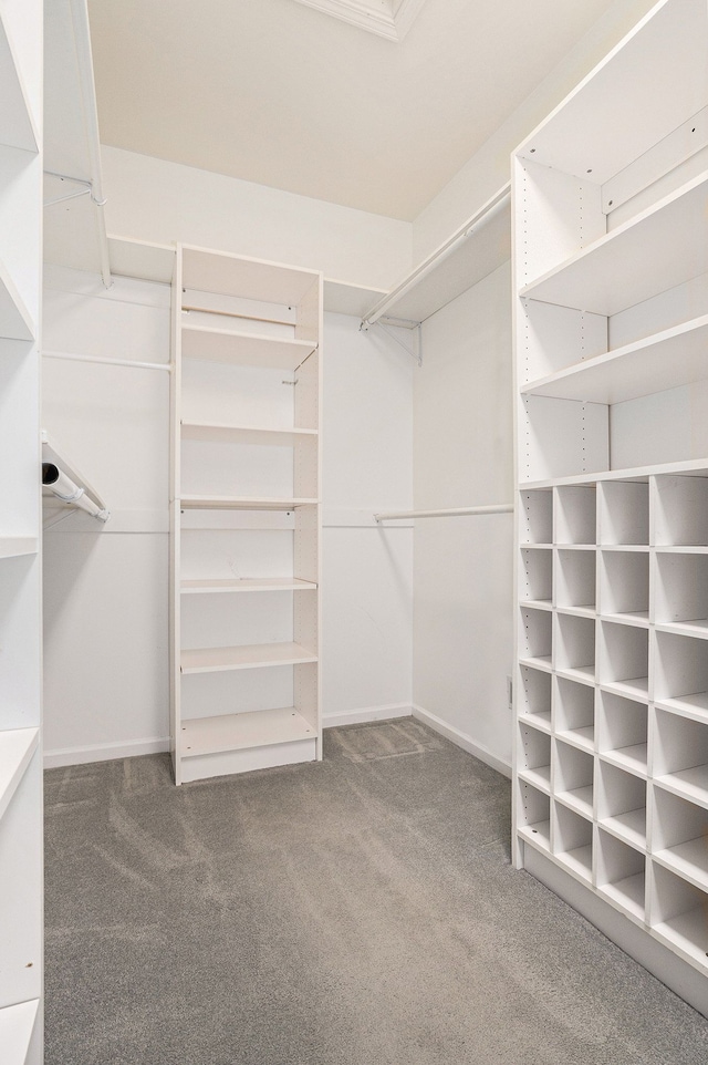 spacious closet featuring carpet