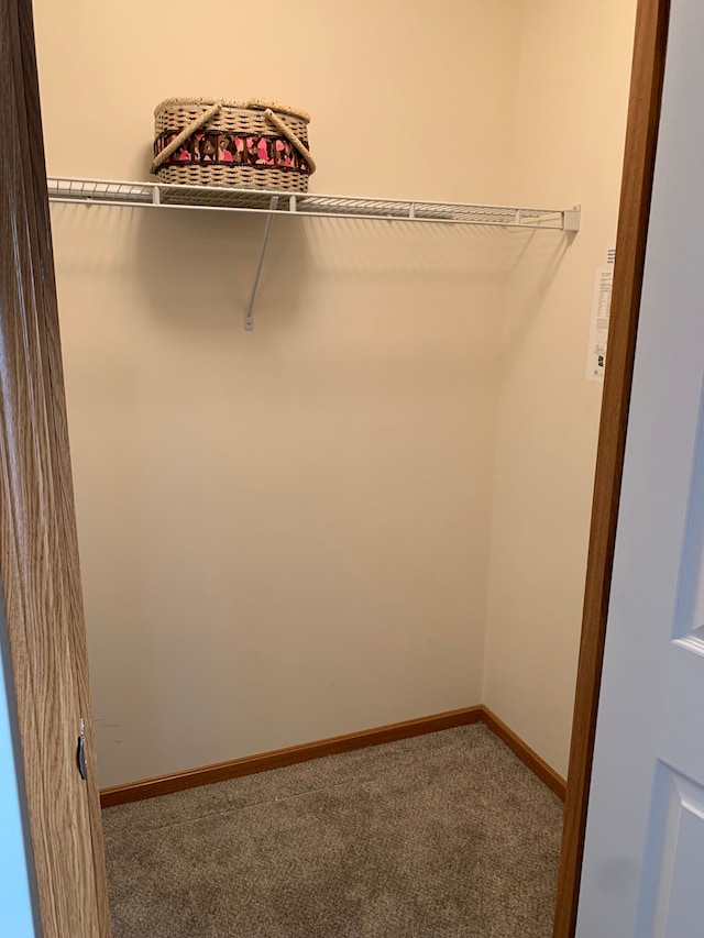 walk in closet with carpet floors