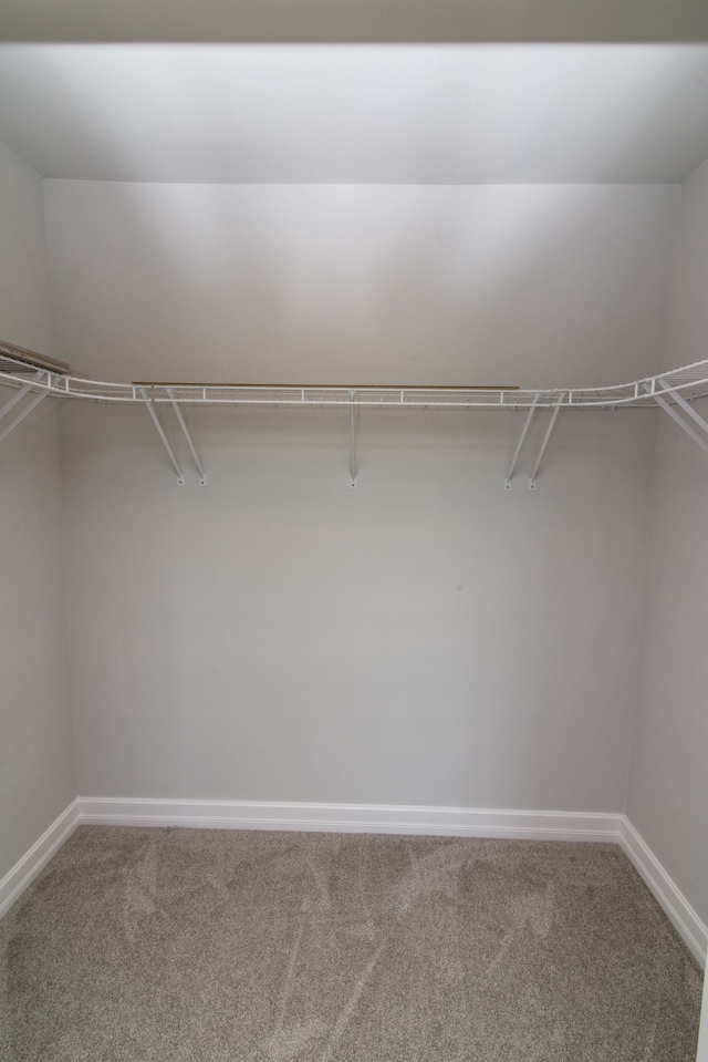 spacious closet featuring carpet flooring