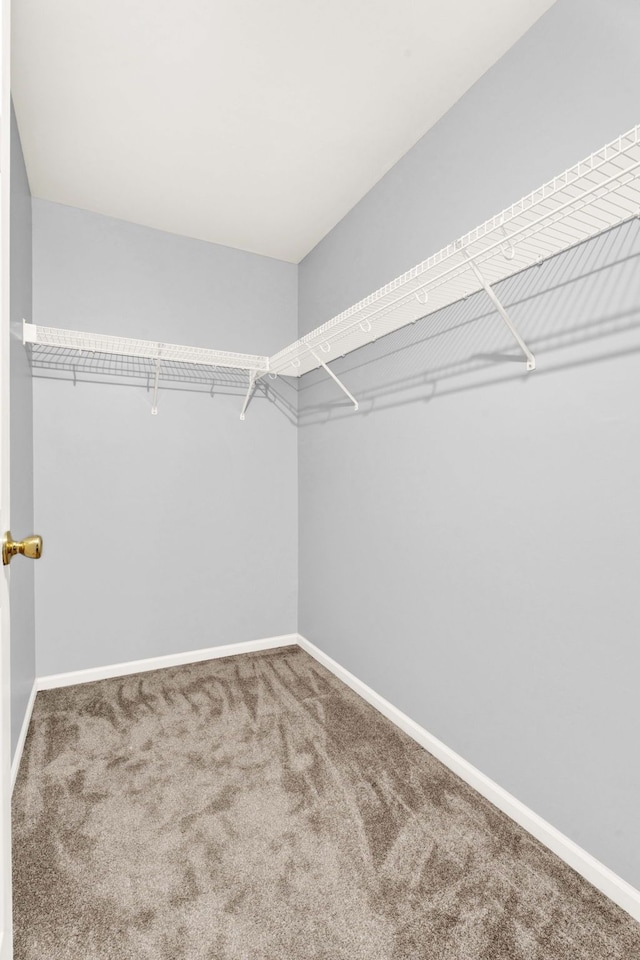 walk in closet featuring carpet floors