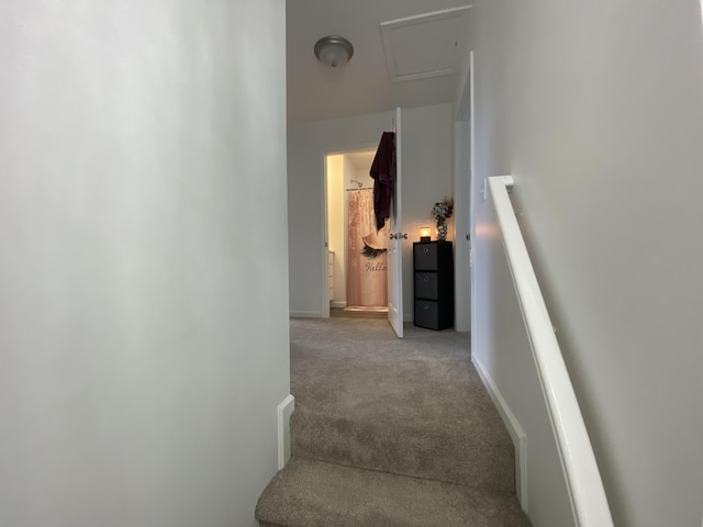 staircase featuring carpet floors