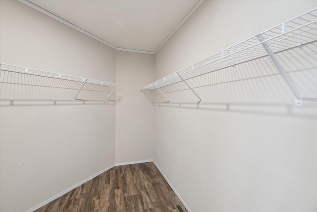 spacious closet featuring dark hardwood / wood-style flooring