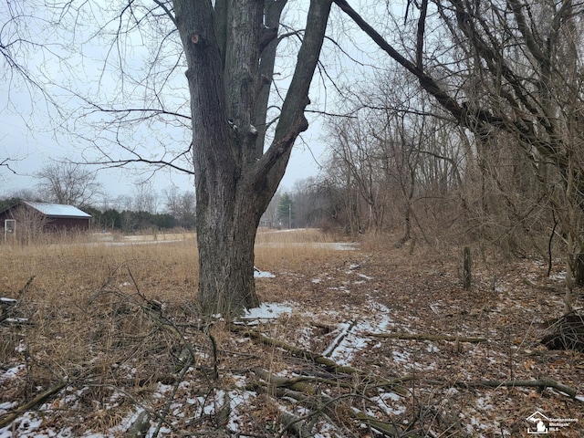 view of local wilderness