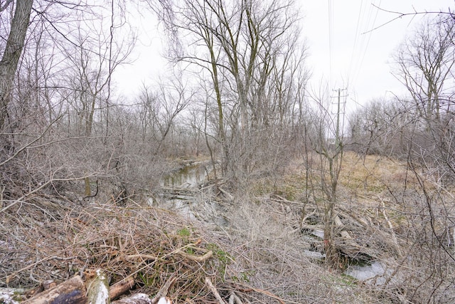 view of local wilderness