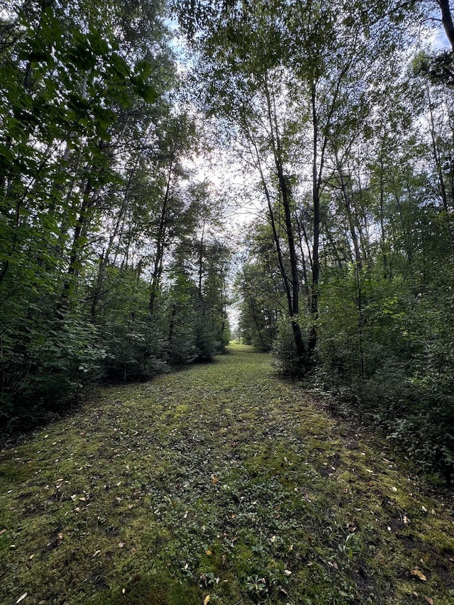 view of local wilderness