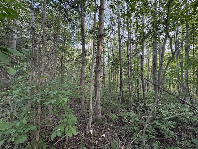 view of local wilderness