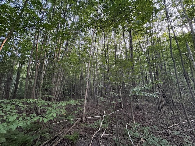 view of local wilderness