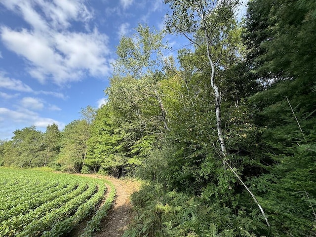 view of local wilderness