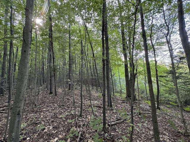 view of local wilderness