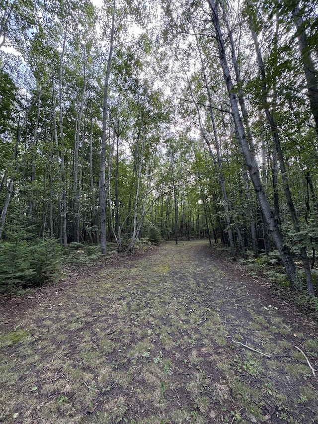 view of local wilderness