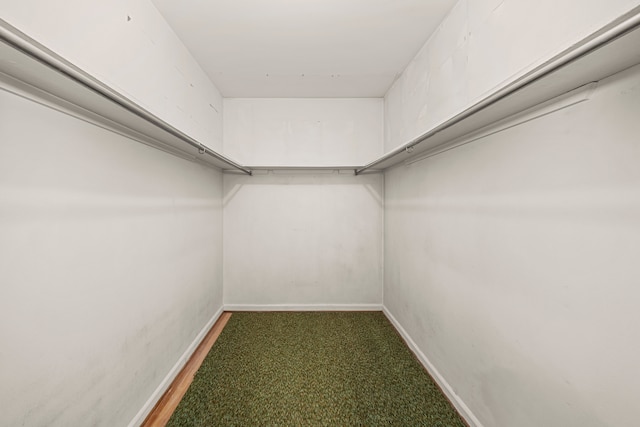 spacious closet featuring carpet flooring