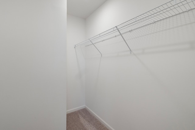 walk in closet with carpet floors