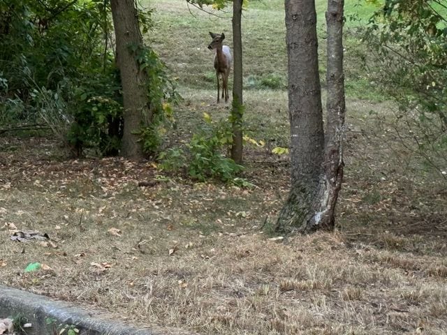 view of nature