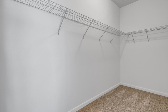 walk in closet featuring carpet