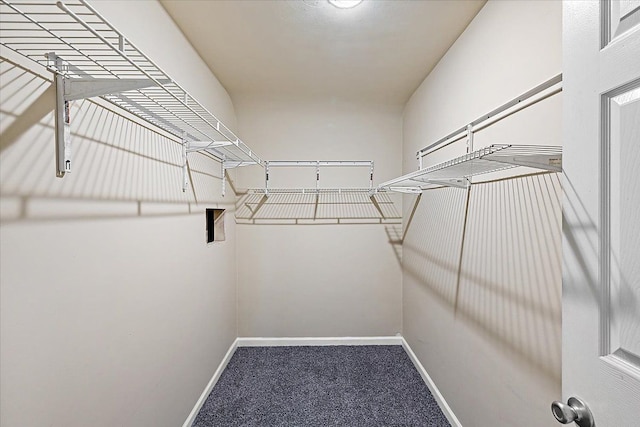 spacious closet featuring carpet