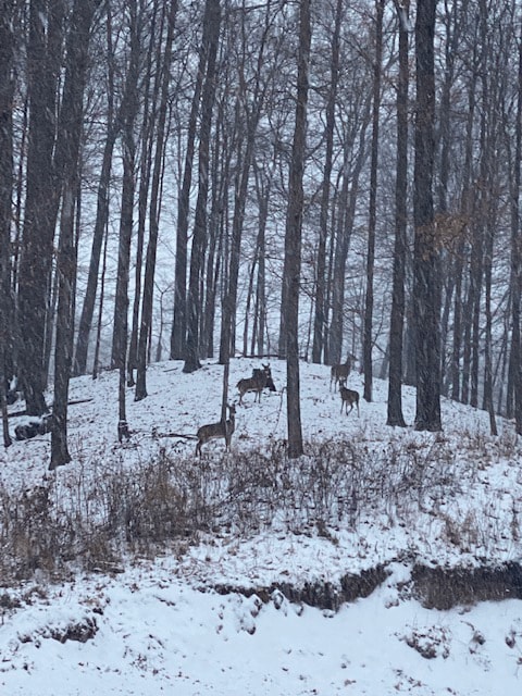 1286 Gray Fox Ct, Howell, MI 48843 - view of snowy yard
