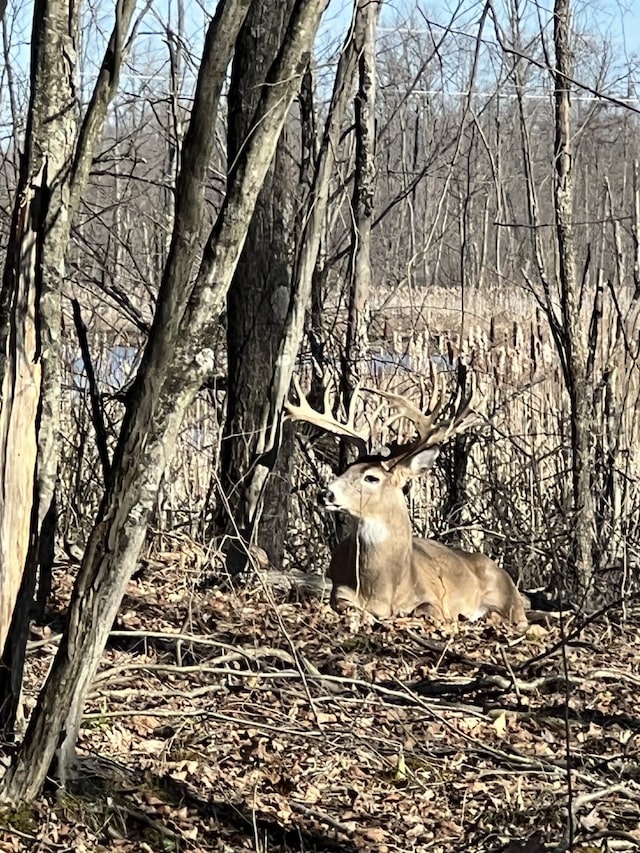 1286 Gray Fox Ct, Howell, MI 48843 - view of local wilderness