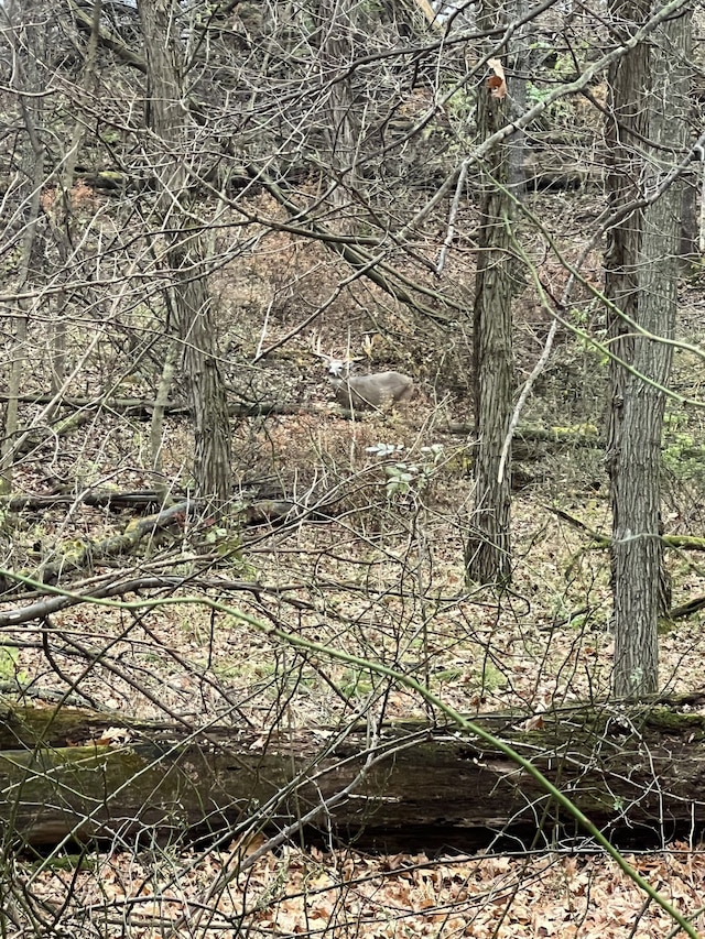 1286 Gray Fox Ct, Howell, MI 48843 - view of undeveloped land