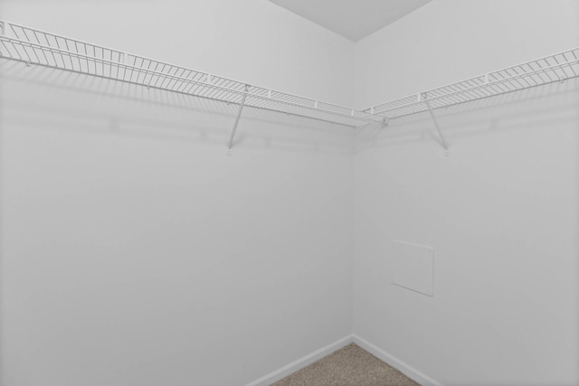 walk in closet featuring carpet