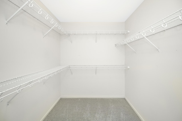 walk in closet featuring carpet flooring