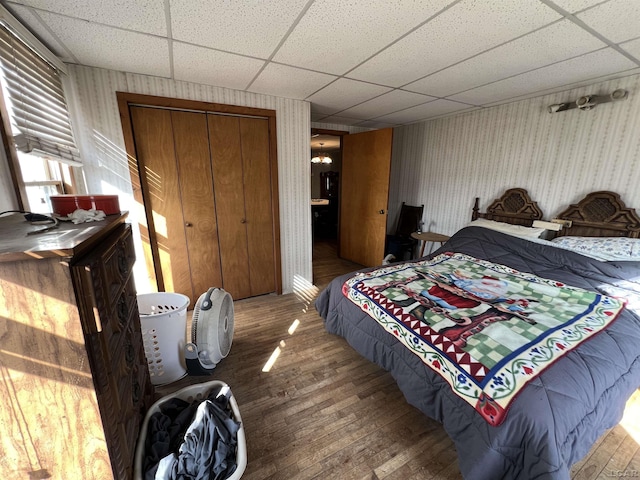 bedroom featuring a paneled ceiling, hardwood / wood-style floors, and a closet