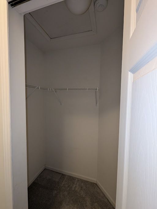 walk in closet with carpet flooring