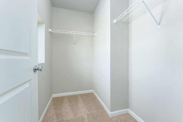 walk in closet featuring carpet flooring