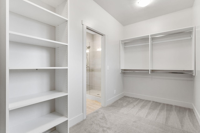 spacious closet featuring carpet