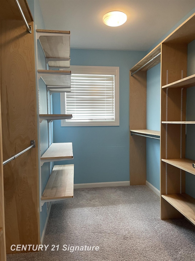 walk in closet featuring carpet flooring
