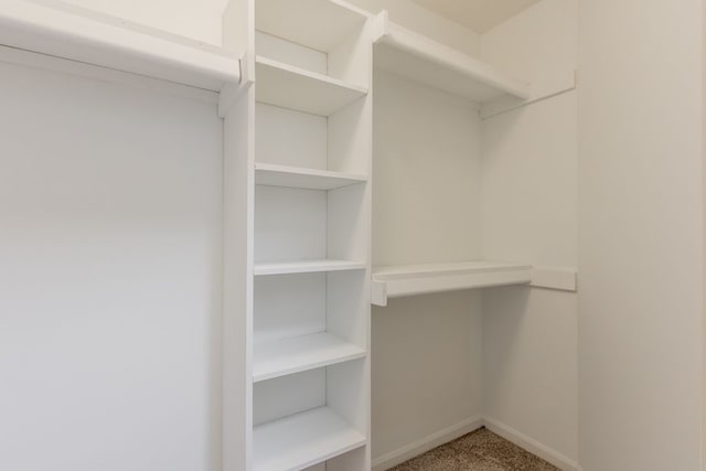 spacious closet featuring carpet flooring