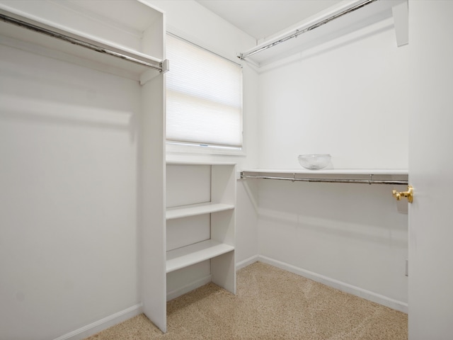 spacious closet featuring carpet flooring