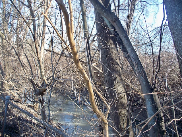 view of local wilderness