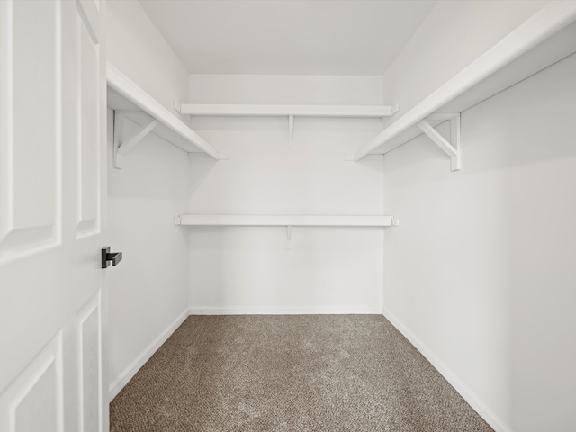 spacious closet featuring carpet floors