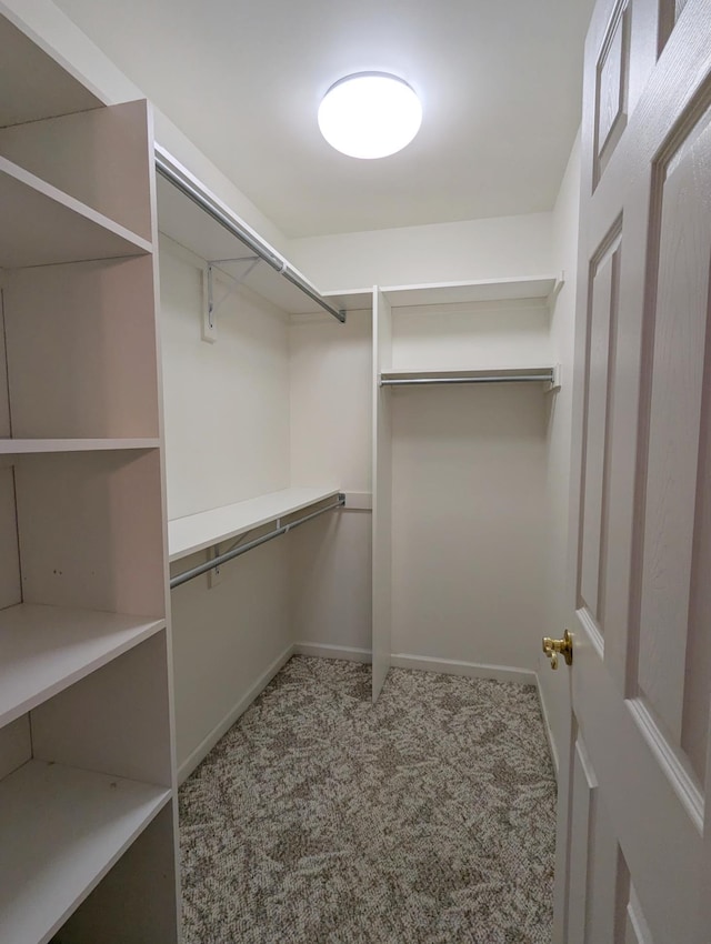 spacious closet featuring carpet flooring