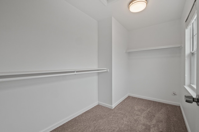 spacious closet featuring carpet