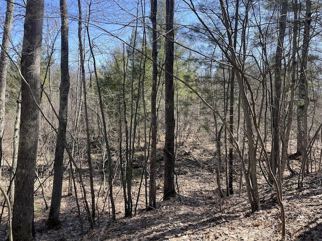 view of local wilderness with a wooded view