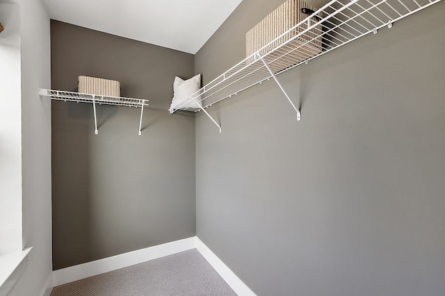 spacious closet featuring carpet flooring