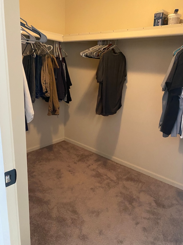 walk in closet with carpet floors