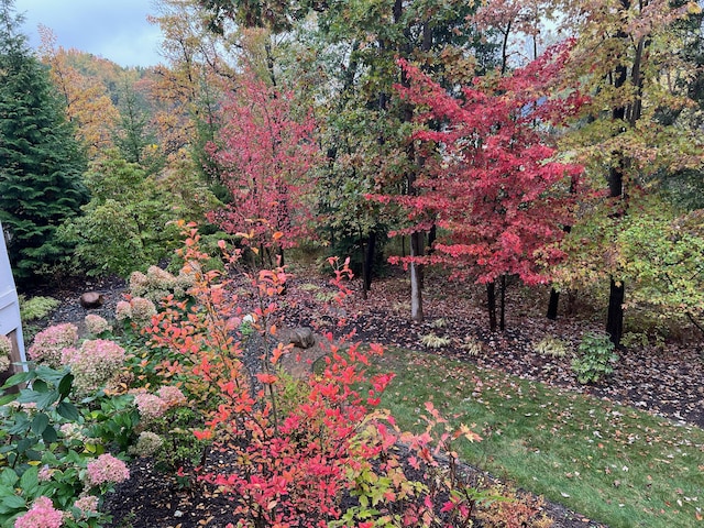 view of nature featuring a forest view