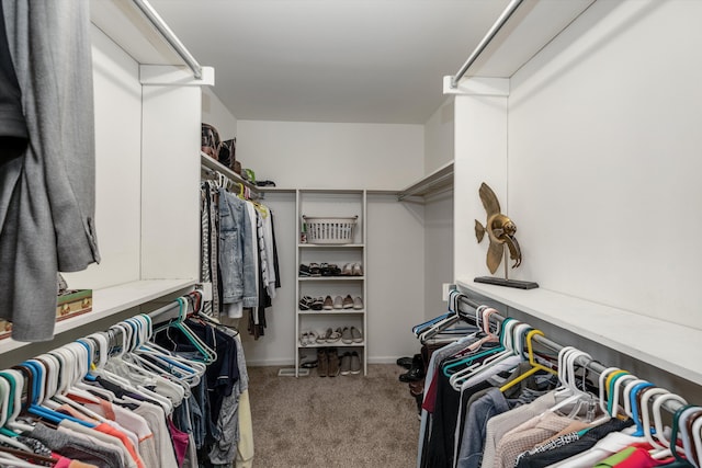 walk in closet with carpet floors