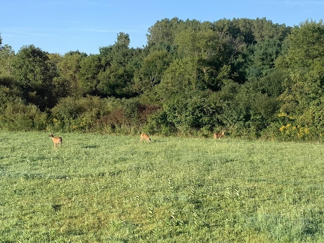 view of landscape with a wooded view