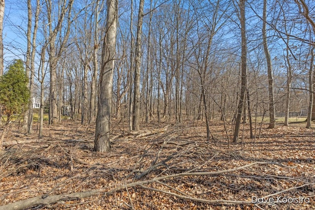 view of local wilderness