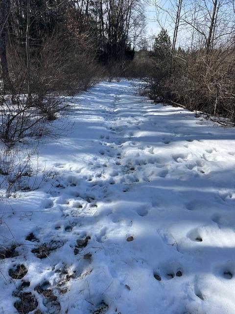 view of yard covered in snow