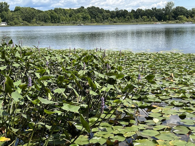 property view of water featuring a view of trees