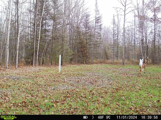 view of yard featuring a wooded view