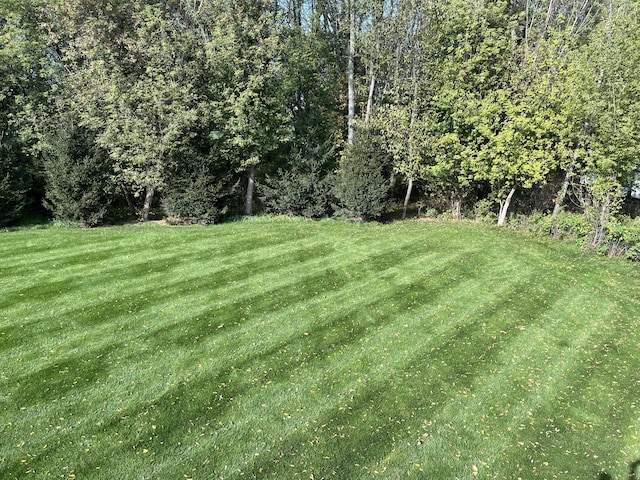 view of yard with a forest view