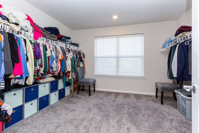 spacious closet featuring carpet flooring