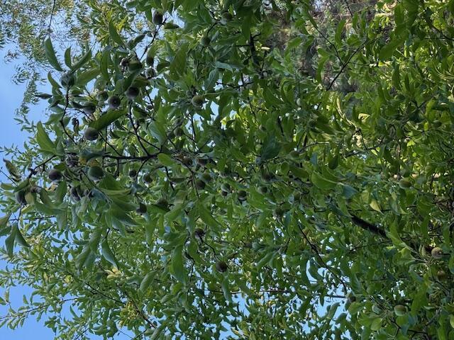 1357 W M-20, New Era, MI 49446 - view of nature