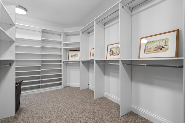 walk in closet with carpet floors