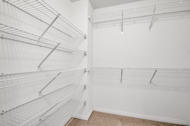 walk in closet with carpet floors